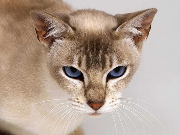 金暹罗猫