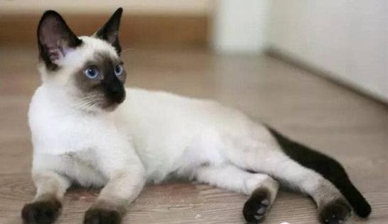 金暹罗猫