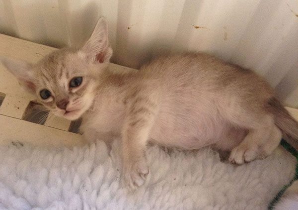 金暹罗猫