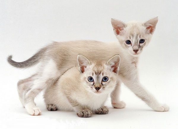 金暹罗猫