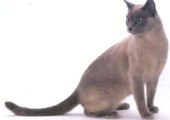 金暹罗猫