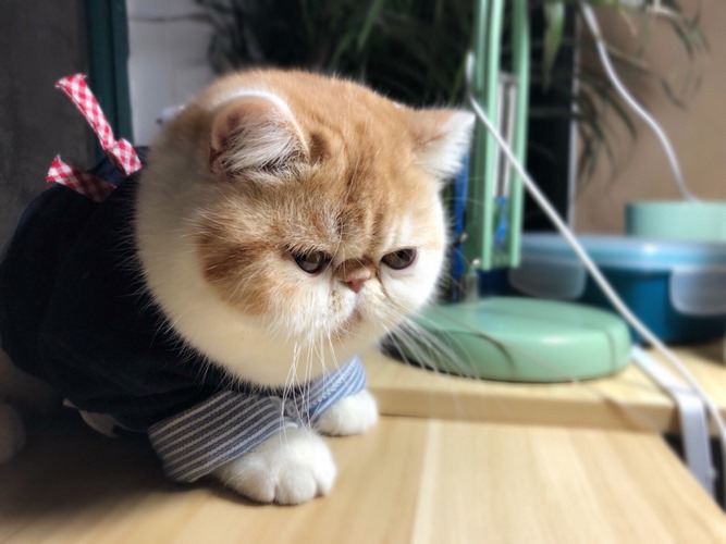 加菲猫