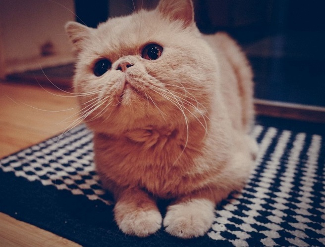 加菲猫