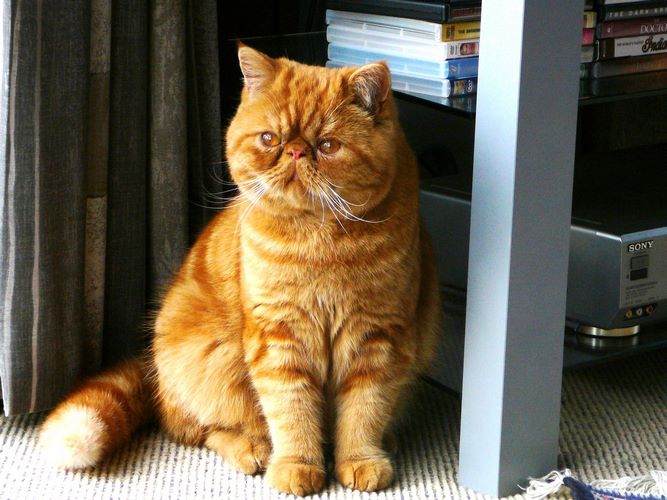加菲猫