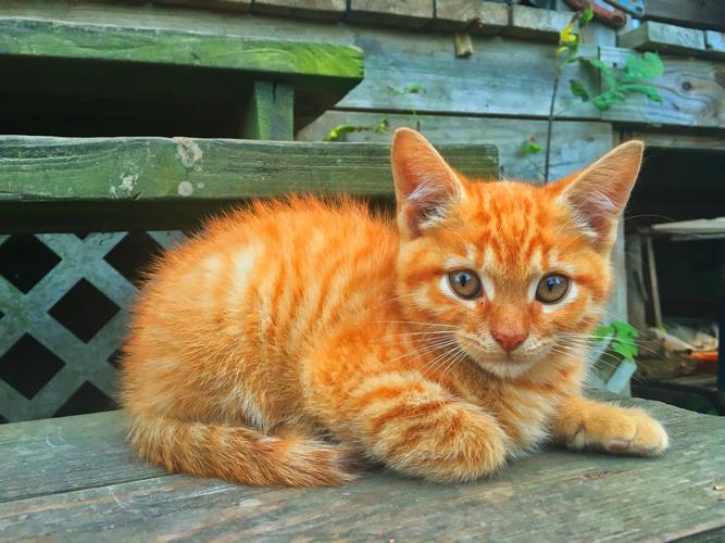 加菲猫