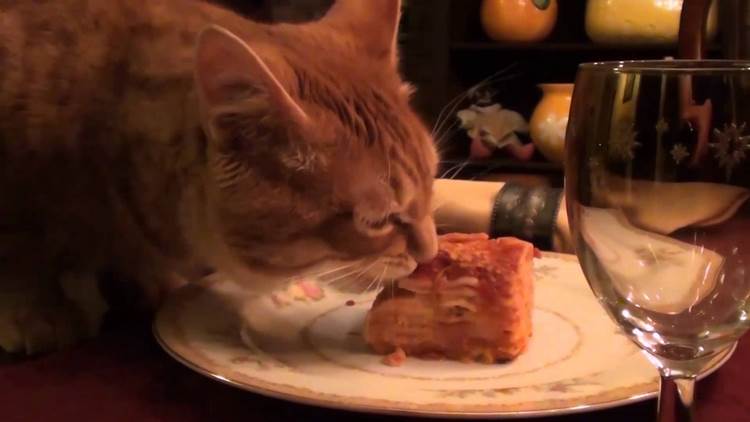 加菲猫