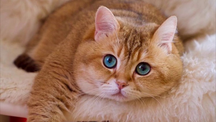 加菲猫