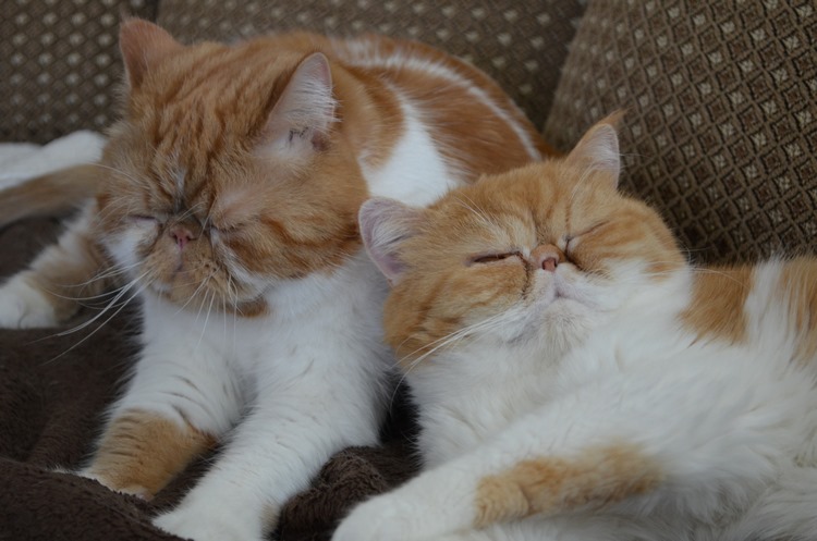 加菲猫