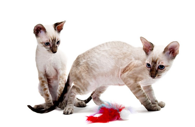 柯尼斯卷毛猫