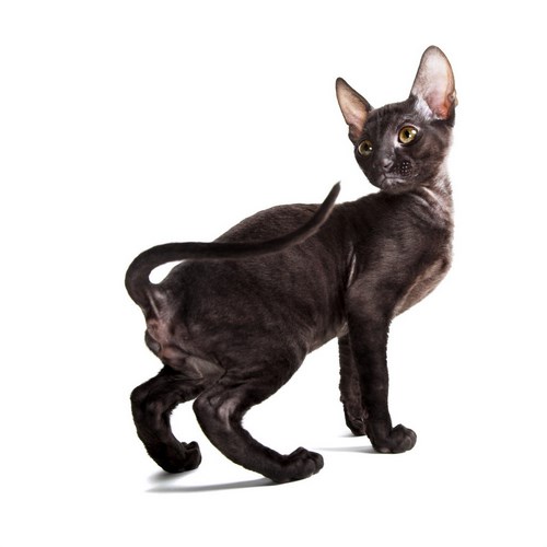 柯尼斯卷毛猫
