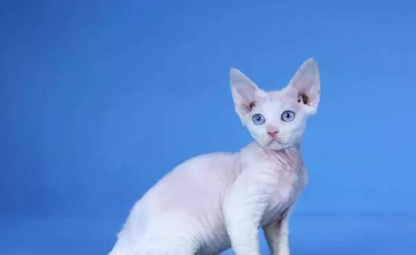 柯尼斯卷毛猫