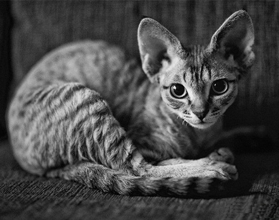 柯尼斯卷毛猫