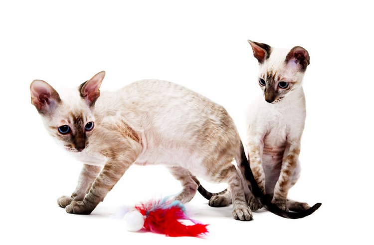 柯尼斯卷毛猫