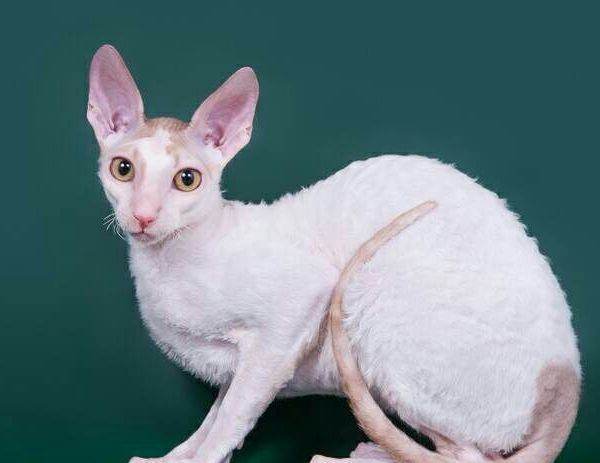 柯尼斯卷毛猫