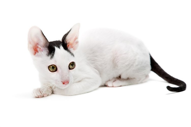 柯尼斯卷毛猫
