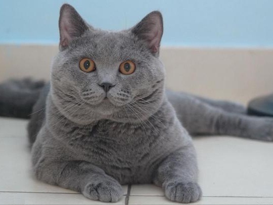 卡尔特猫