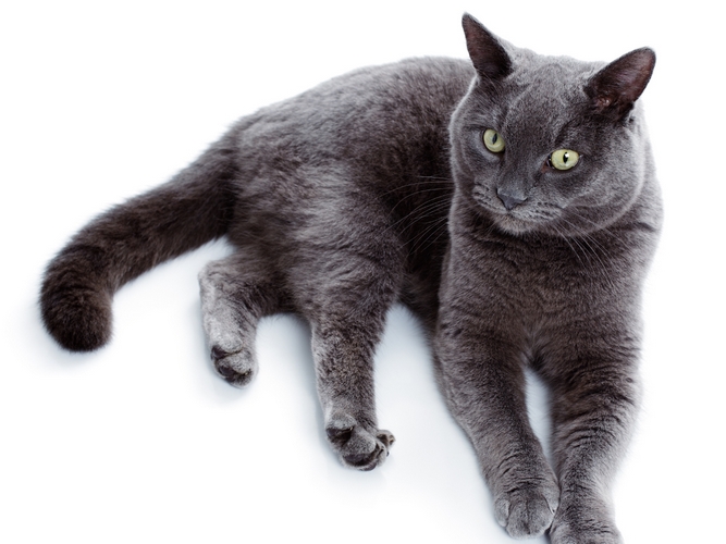 卡尔特猫