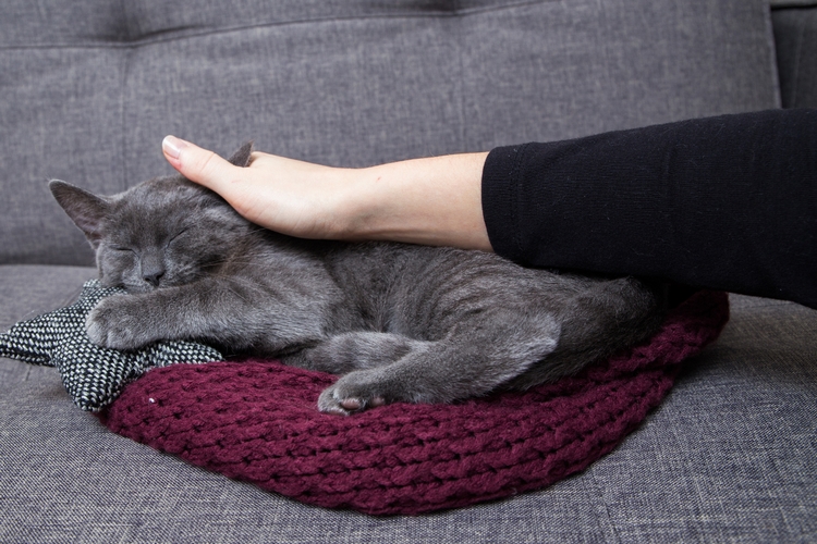 卡尔特猫