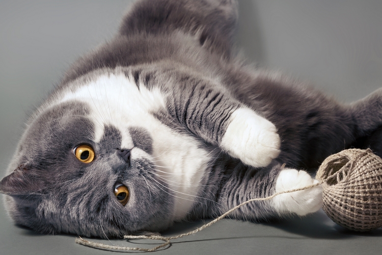卡尔特猫