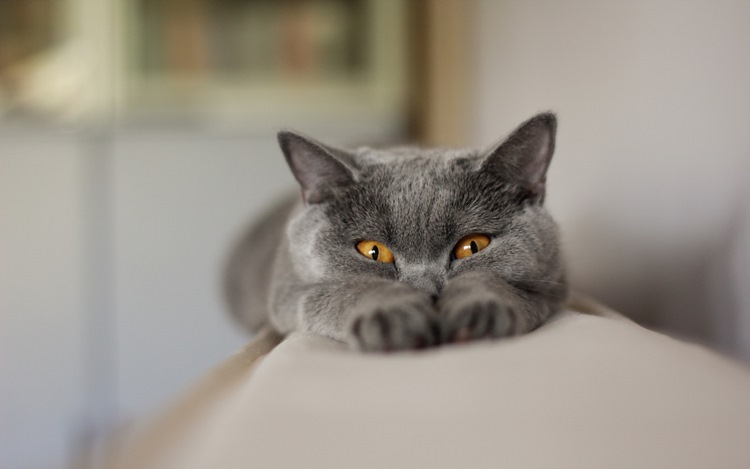 卡尔特猫