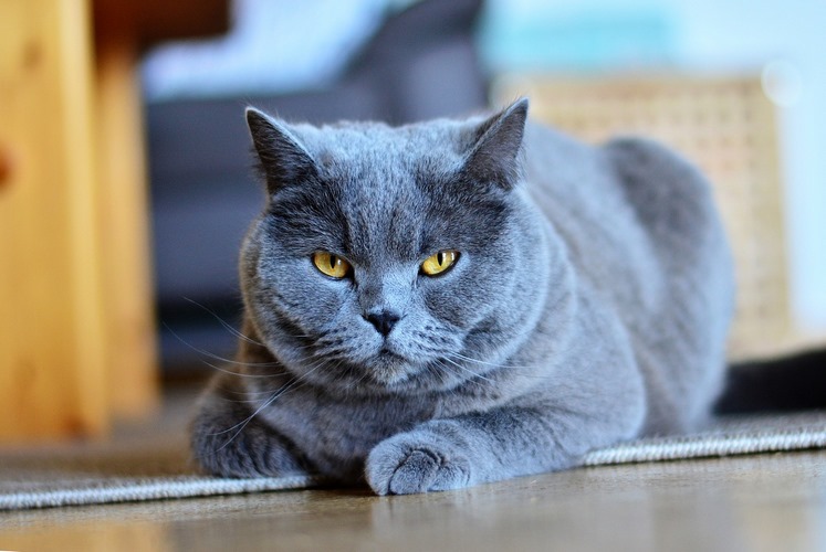 卡尔特猫