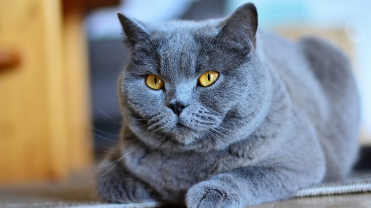卡尔特猫