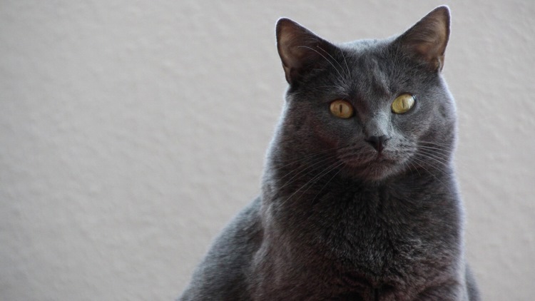 卡尔特猫