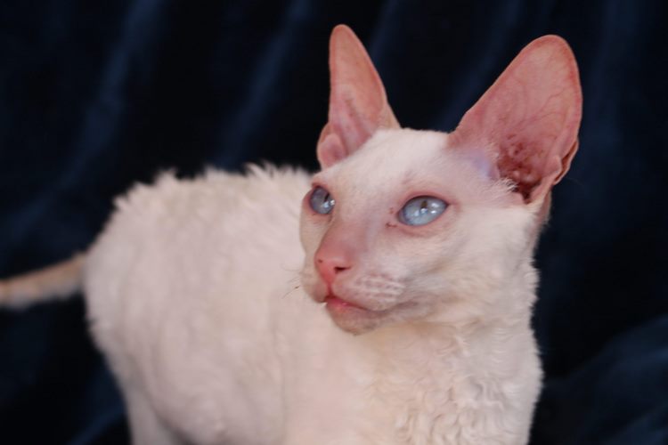 康沃尔帝王猫