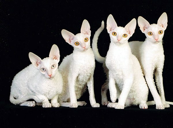 康沃尔帝王猫