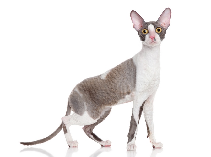 康沃尔帝王猫