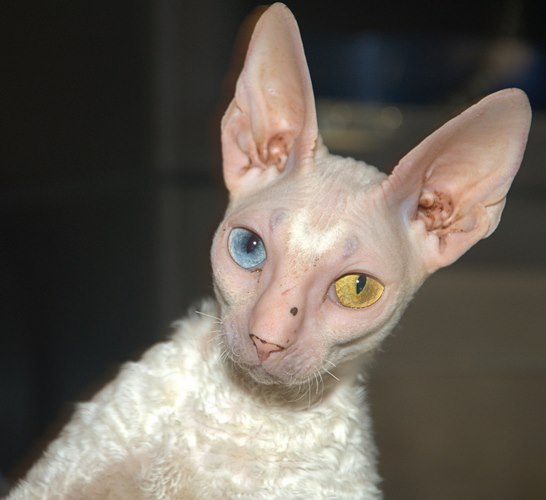 康沃尔帝王猫