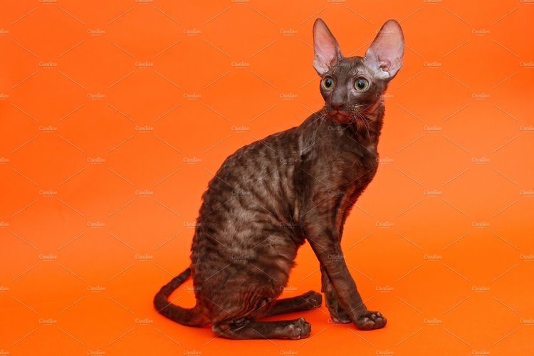 康沃尔帝王猫