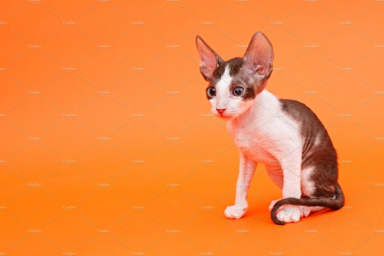 康沃尔帝王猫