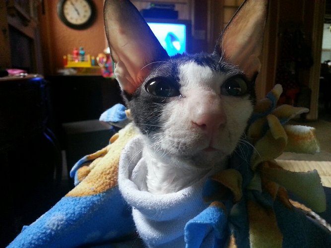 康沃尔帝王猫