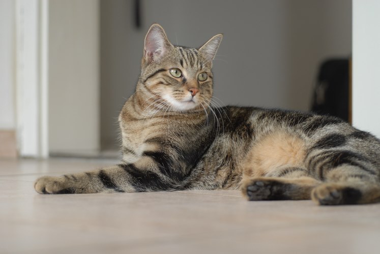 肯尼亚猫