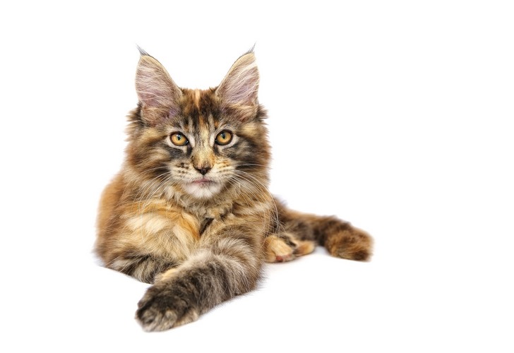 肯尼亚猫