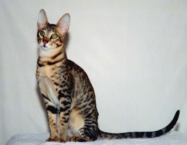 肯尼亚猫