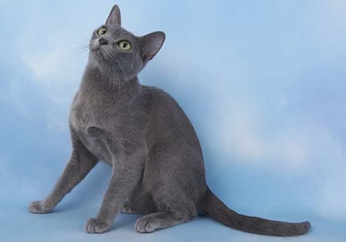 呵叻猫