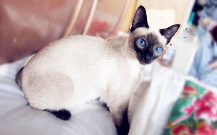 呵叻猫