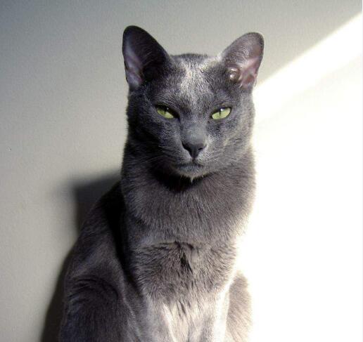 呵叻猫