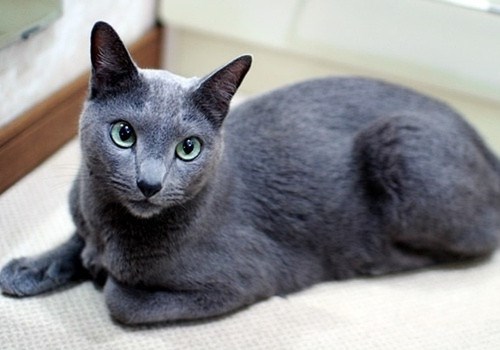 科拉特猫