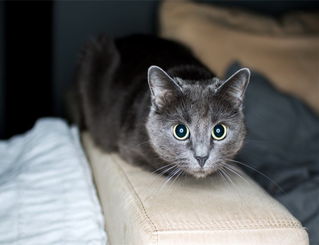 科拉特猫