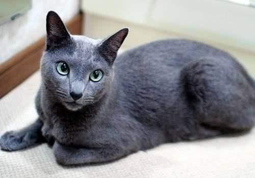 科拉特猫