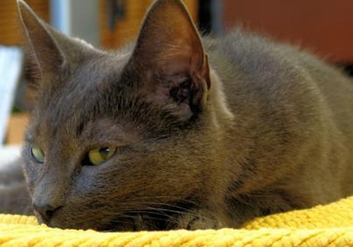 科拉特猫