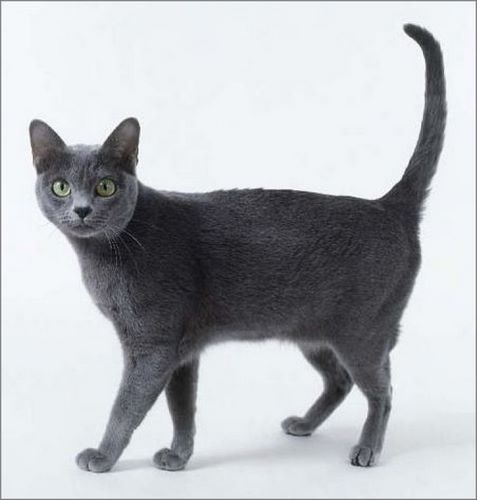 科拉特猫