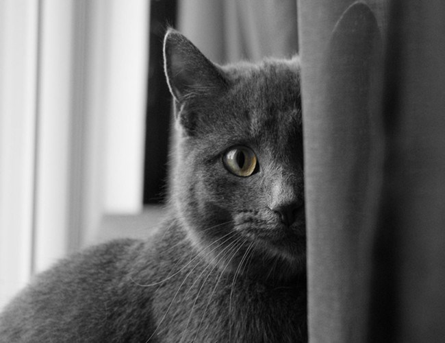 科拉特猫