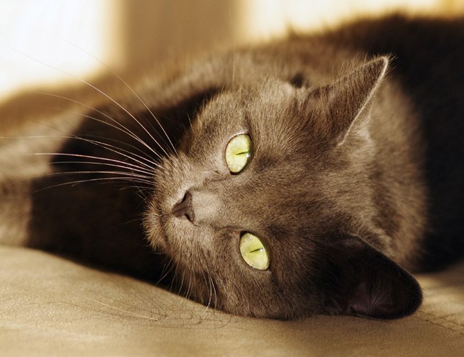 科拉特猫