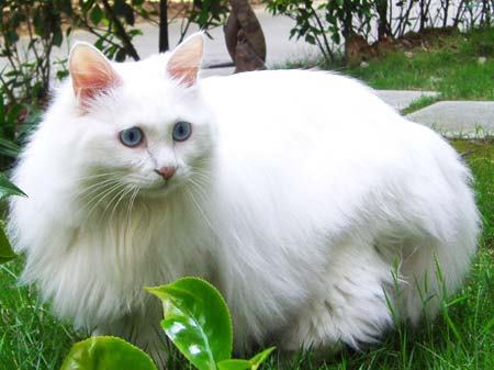 临清狮猫
