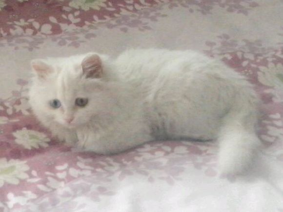 临清狮猫