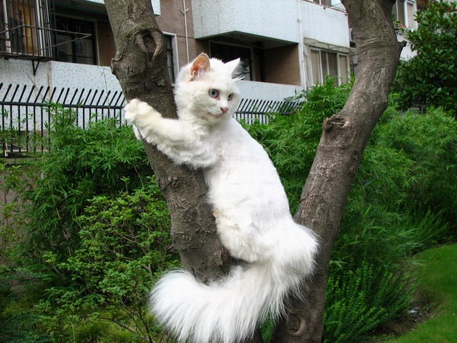 临清狮猫